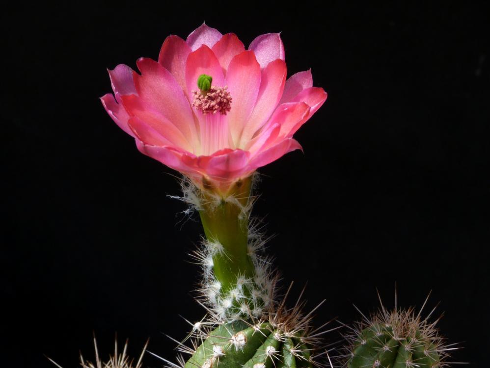 Echinocereus